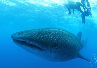 Whale shark