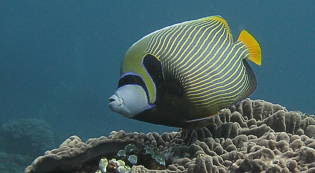 Emperor Angelfish