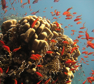 Sea Goldies