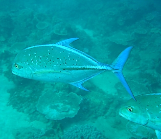 Bluefin Kingfish