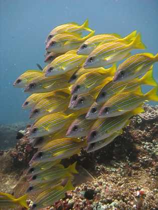 Bluestrip snapper